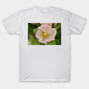 Various tulips in the park T-Shirt